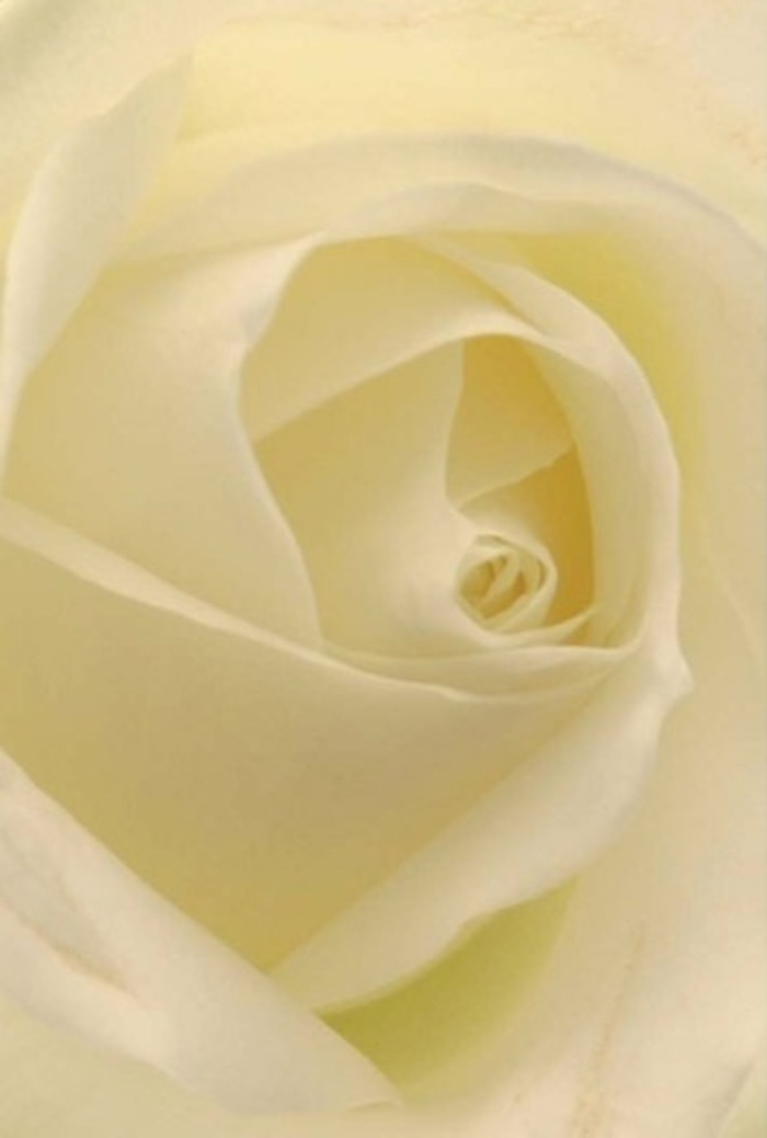 From the vantage of New Eltham's sun-dappled windowsills, this classic white rose draws you in with an interplay of light and layered harmony. Each petal, pristine and creamy, curves with patient elegance, their soft matte finish begging to be traced with gentle hands. Within the bloom's spiraled core, an almost ethereal luminosity emerges-shadows and highlights blend across subtle gradations of white and cream, as if light were being filtered through sheer fabric. As a seasoned florist in New Eltham, I see this rose as the prefect symbol for tender-hearted occasions: an understated romantic gesture, a sincere act of apology, or the finishing touch for a wedding taking place on a peaceful street near The Tarn. The arrangement itself breathes purity and quiet resilience, with the flawless alignment of each petal elevated by nuanced shadows. This floral masterpiece emits an unspoken fragrance-pure, calming, and welcome at any occasion where the sentiment matters as much as the bloom. Its tranquil aura mirrors the steady rhythm of life in New Eltham, bringing a sense of serenity to every home and gathering it graces.